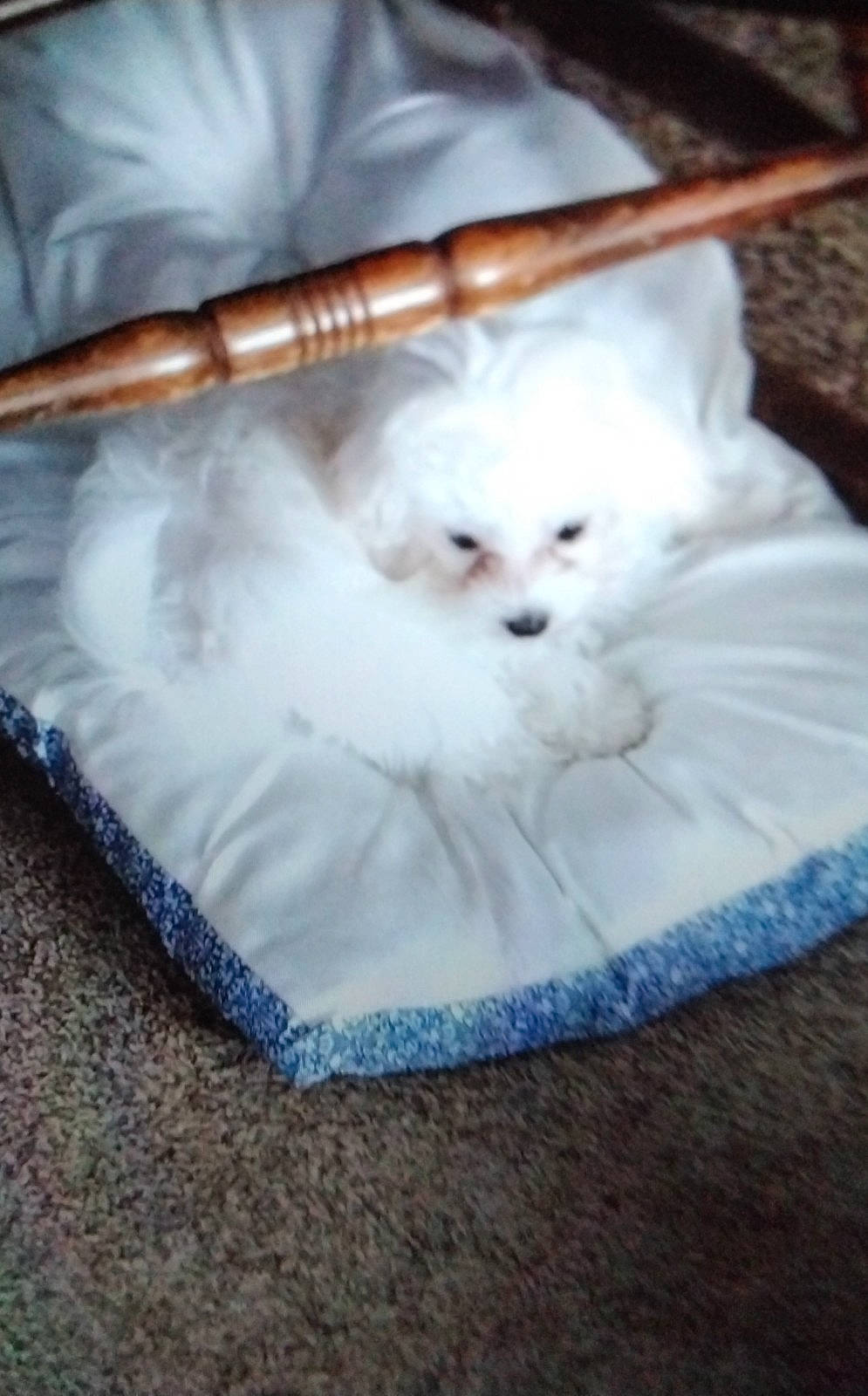 Lulu joined the competition — help win amazing prizes! canidae, carnivore, cat, comfort, companion_dog, dog_breed, fawn, felidae, fur, non_sporting_group, small_to_medium_sized_cats, toy_dog, whiskers