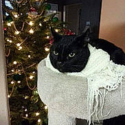 Jables is registered to the contest to win money with this photo: animal, black_cat, cat, cat_tree, christmas_tree, cozy, decorations, feline, festive, holiday_lights, home, indoor, living_room, night, ornaments, pet, relaxed, scarf, soft_lighting, warm