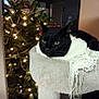 animal, black_cat, cat, cat_tree, christmas_tree, cozy, decorations, feline, festive, holiday_lights, home, indoor, living_room, night, ornaments, pet, relaxed, scarf, soft_lighting, warm