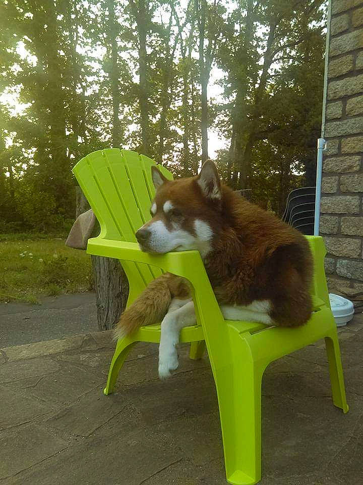 Erkan a rejoint le concours — aidez-le/la à gagner de superbes lots ! akita, akita_inu, canidae, carnivore, companion_dog, dog, dog_breed, fawn, outdoor_furniture, table, tail