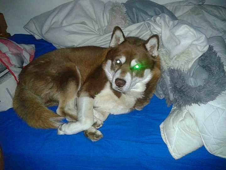 Erkan a rejoint le concours — aidez-le/la à gagner de superbes lots ! canidae, carnivore, dog, dog_breed, mammal, sporting_group, vertebrate, whiskers