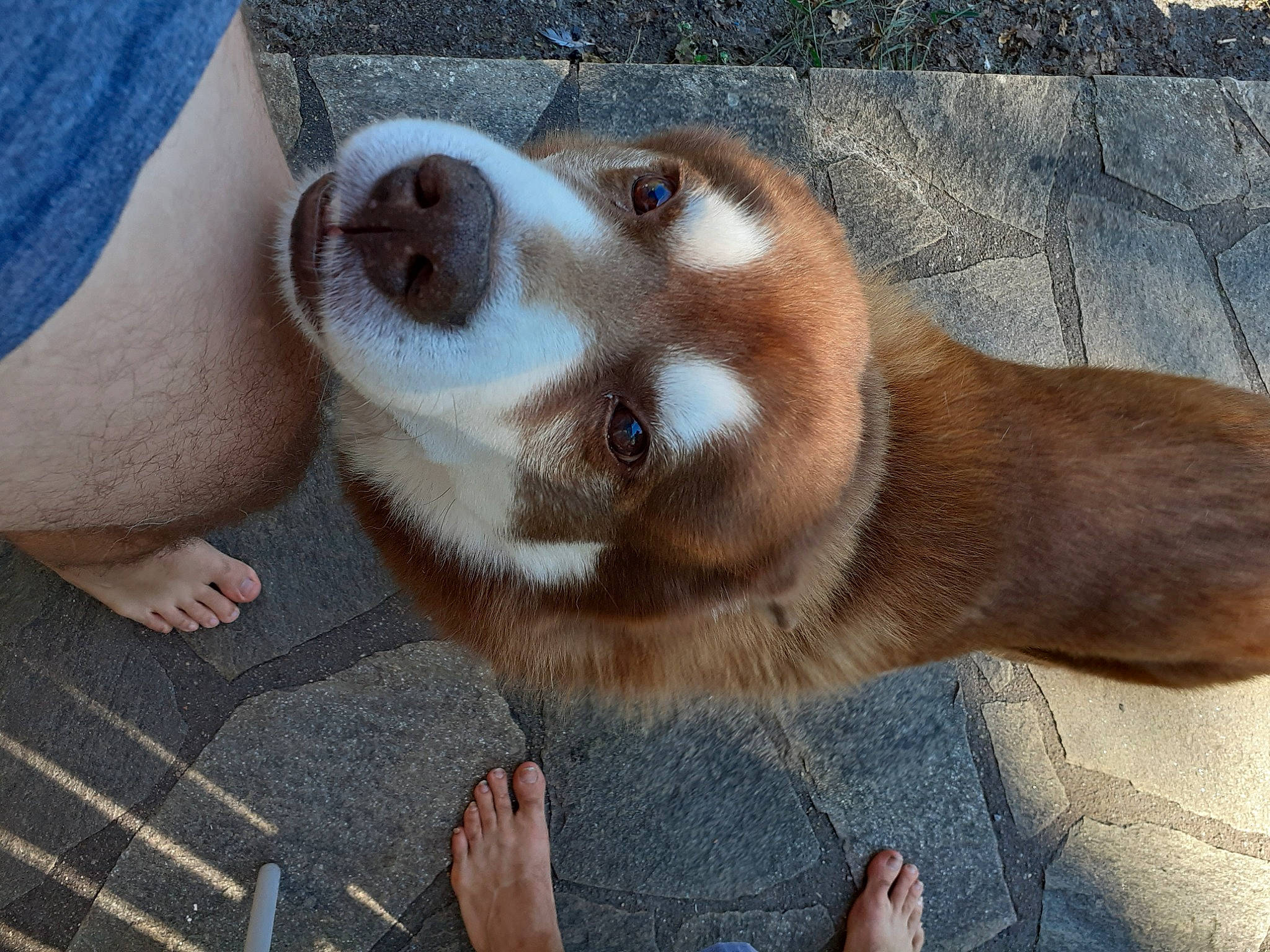 Erkan participe au concours pour gagner de l'argent avec cette photo : canidae, carnivore, companion_dog, dog, dog_breed, fawn, mammal, snout, street_dog, vertebrate