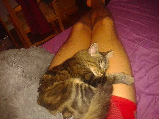 Stella participe au concours pour gagner de l'argent avec cette photo : asian, carnivore, cat, domestic_long_haired_cat, domestic_short_haired_cat, dragon_li, european_shorthair, felidae, fur, kitten, leg, nap, norwegian_forest_cat, pixie_bob, small_to_medium_sized_cats, tabby_cat, tail, whiskers