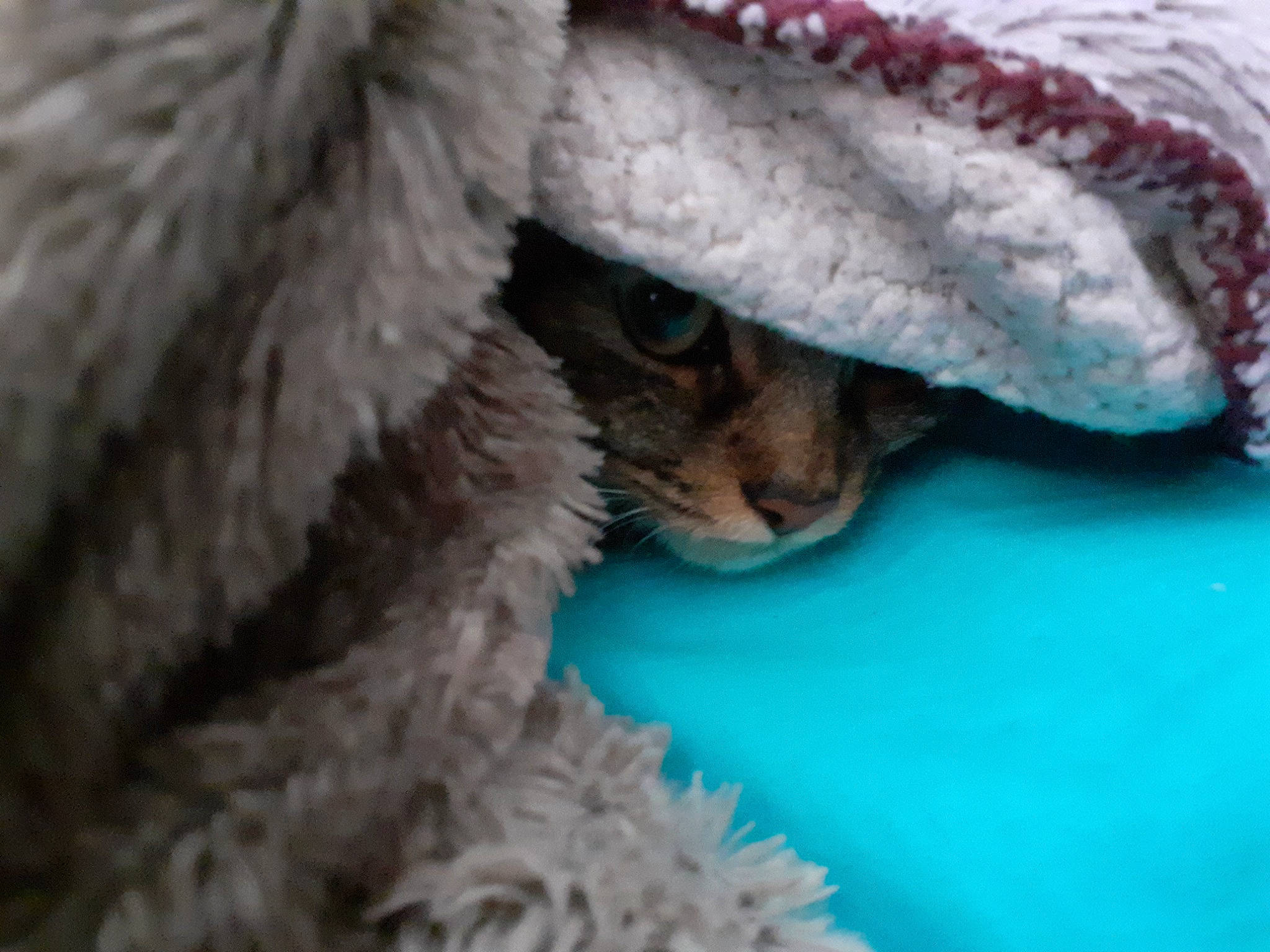 Stella a rejoint le concours — aidez-le/la à gagner de superbes lots ! carnivore, cat, cornish_rex, devon_rex, felidae, fur, german_rex, kitten, selkirk_rex, small_to_medium_sized_cats, snout, whiskers