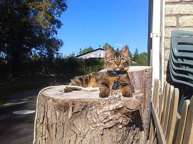 Stella a rejoint le concours — aidez-le/la à gagner de superbes lots ! aegean_cat, asian, bobcat, carnivore, cat, domestic_short_haired_cat, european_shorthair, fawn, felidae, kitten, lynx, plant, small_to_medium_sized_cats, tabby_cat, tree, vacation, whiskers, wild_cat, wildlife, wood