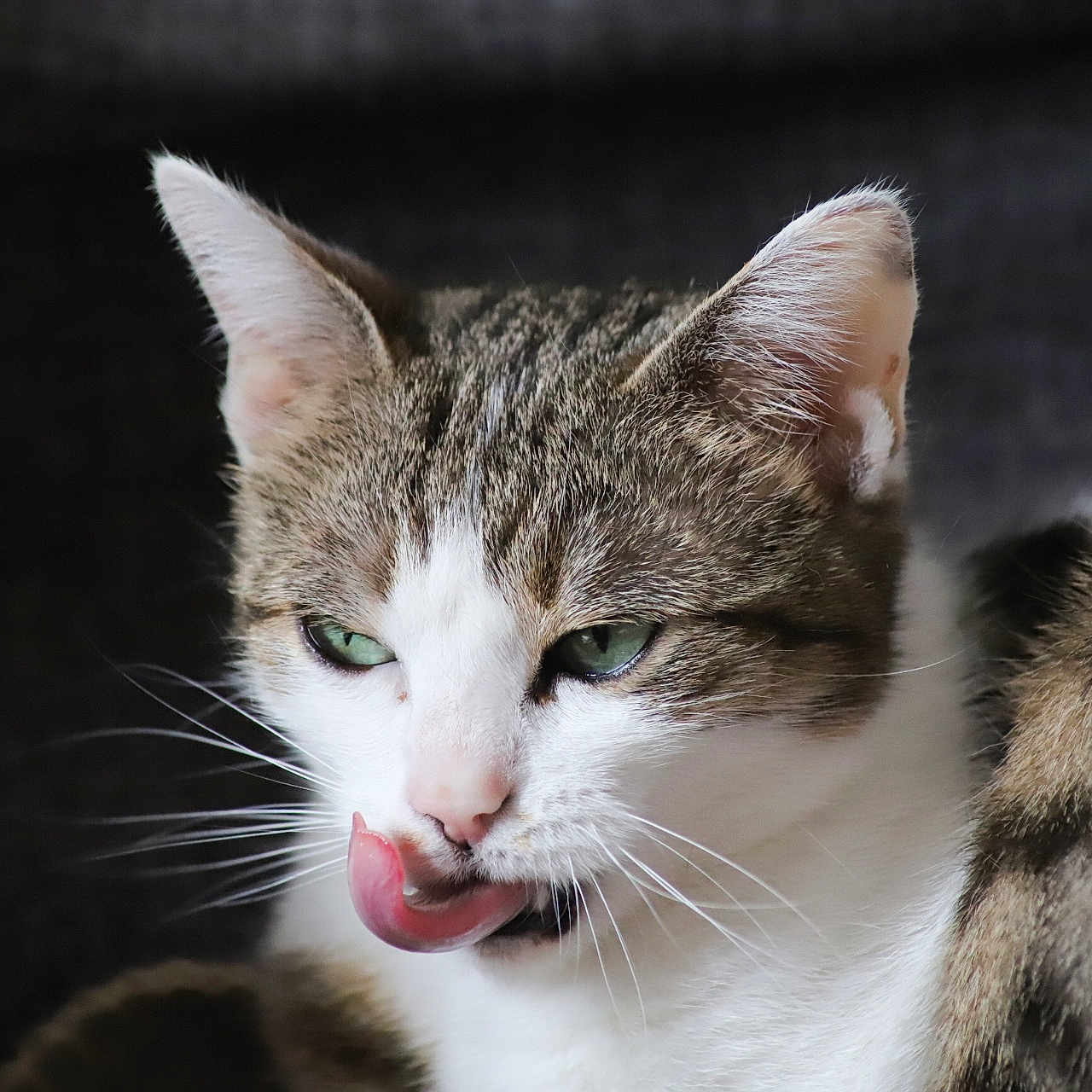 Pacha participe au concours pour gagner de l'argent avec cette photo : animal, cat, close_up, cute, domestic_cat, expression, face, feline, focused, fur, green_eyes, indoor, licking, mammal, pet, portrait, tabby, tongue, whiskers, white_fur
