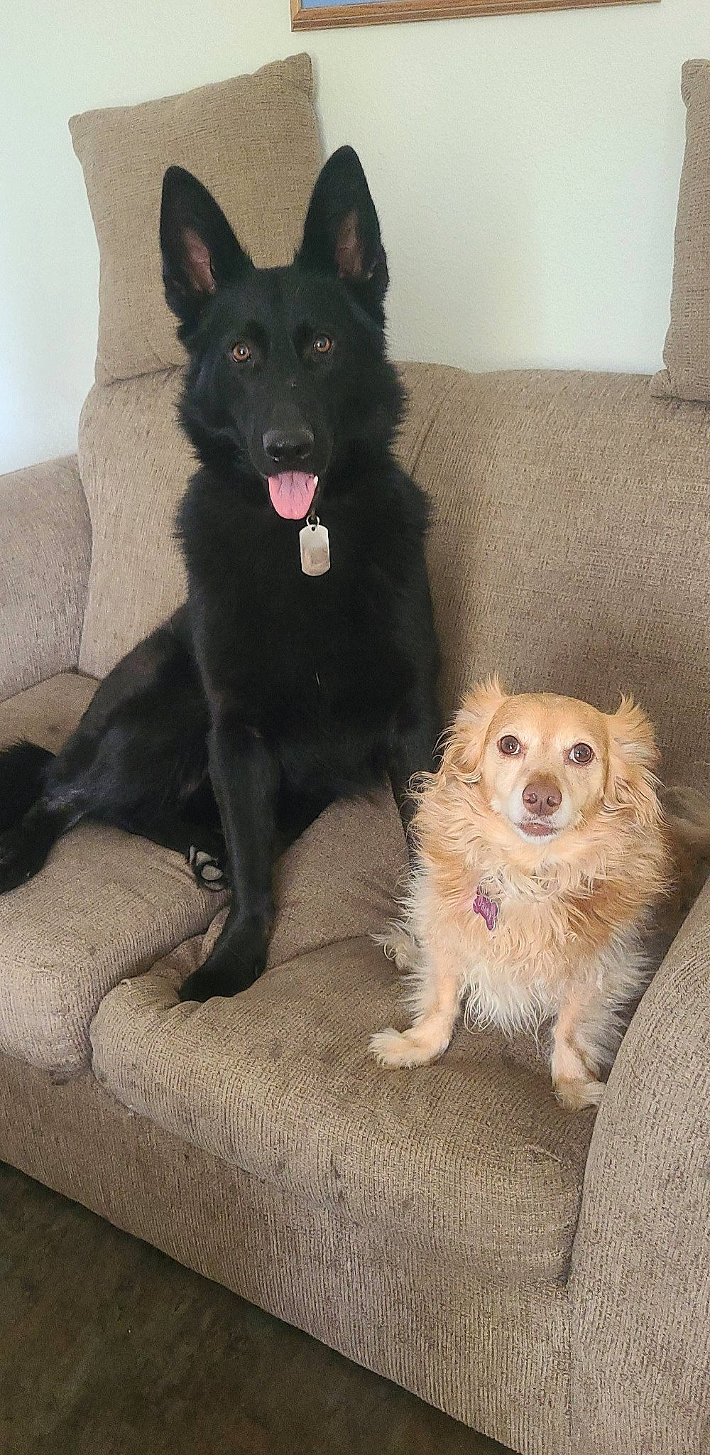 Margo joined the competition — help win amazing prizes! canidae, carnivore, companion_dog, couch, dog, dog_breed, dog_supply, fawn, flooring, fur, herding_dog, mammal, snout, sporting_group, tail, toy, toy_dog, vertebrate, working_animal, working_dog