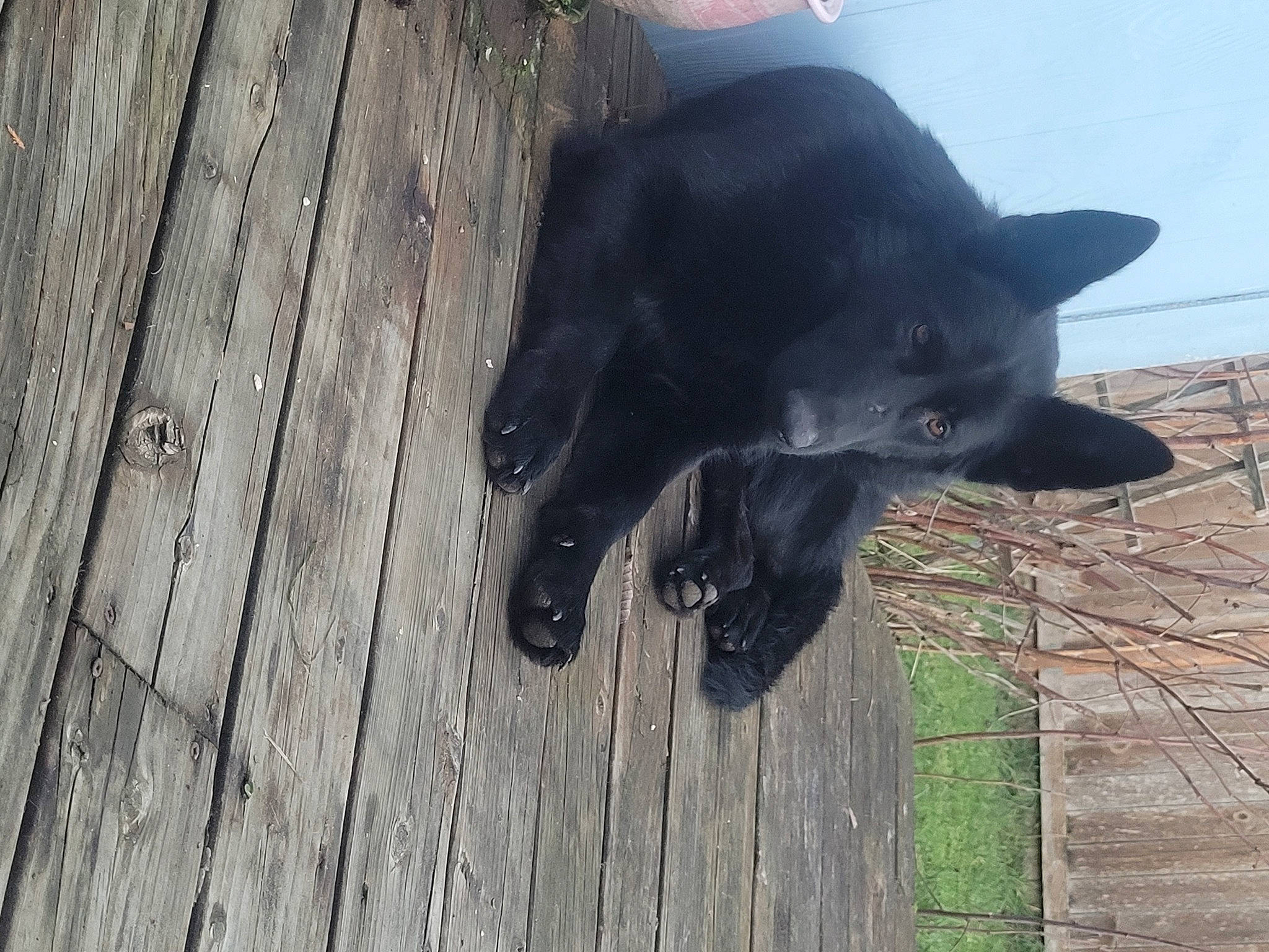 Margo joined the competition — help win amazing prizes! black_norwegian_elkhound, borador, canidae, carnivore, companion_dog, dog, dog_breed, felidae, fur, hardwood, non_sporting_group, plank, snout, sporting_group, tail, terrestrial_animal, whiskers, wood, working_animal, working_dog