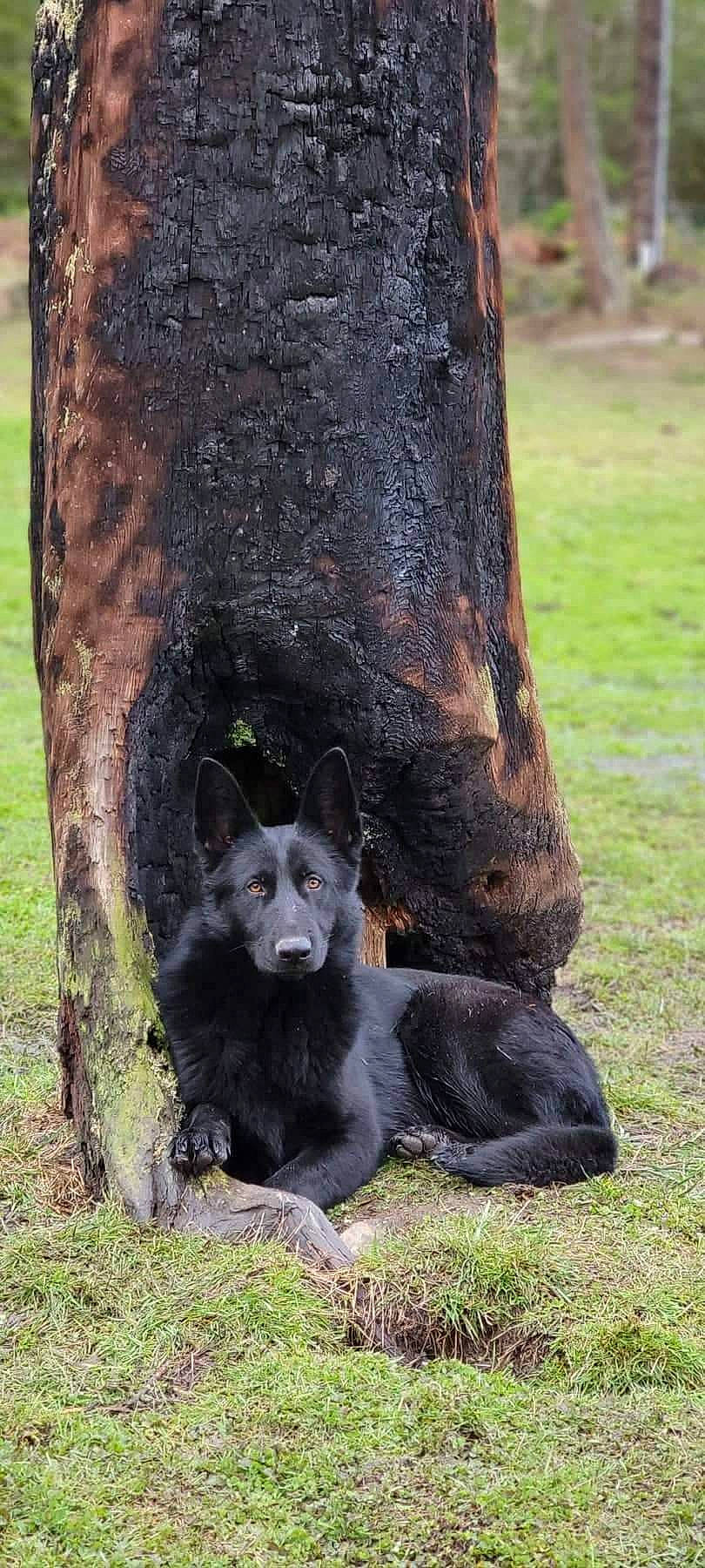 Margo is registered to the contest to win money with this photo: american_black_bear, canidae, carnivore, dog, dog_breed, fawn, fur, grass, plant, snout, sporting_group, terrestrial_animal, terrestrial_plant, tree, trunk, wildlife, wood, woodland, working_animal