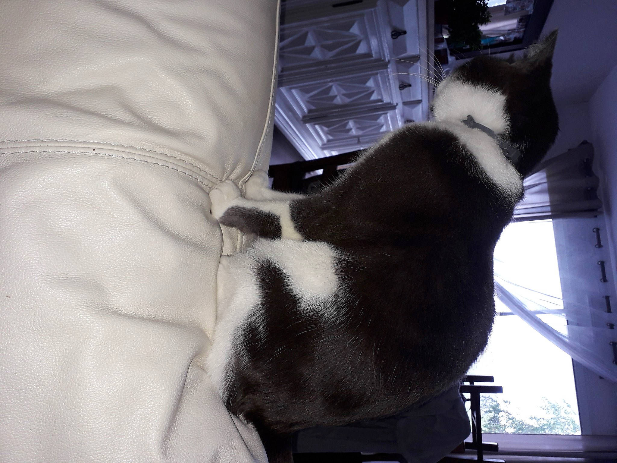 Rocky participe au concours pour gagner de l'argent avec cette photo : auto_part, canidae, carnivore, cat, comfort, domestic_short_haired_cat, felidae, fur, human_leg, lap, leg, mammal, paw, small_to_medium_sized_cats, snout, tail, thigh, tree, whiskers, window