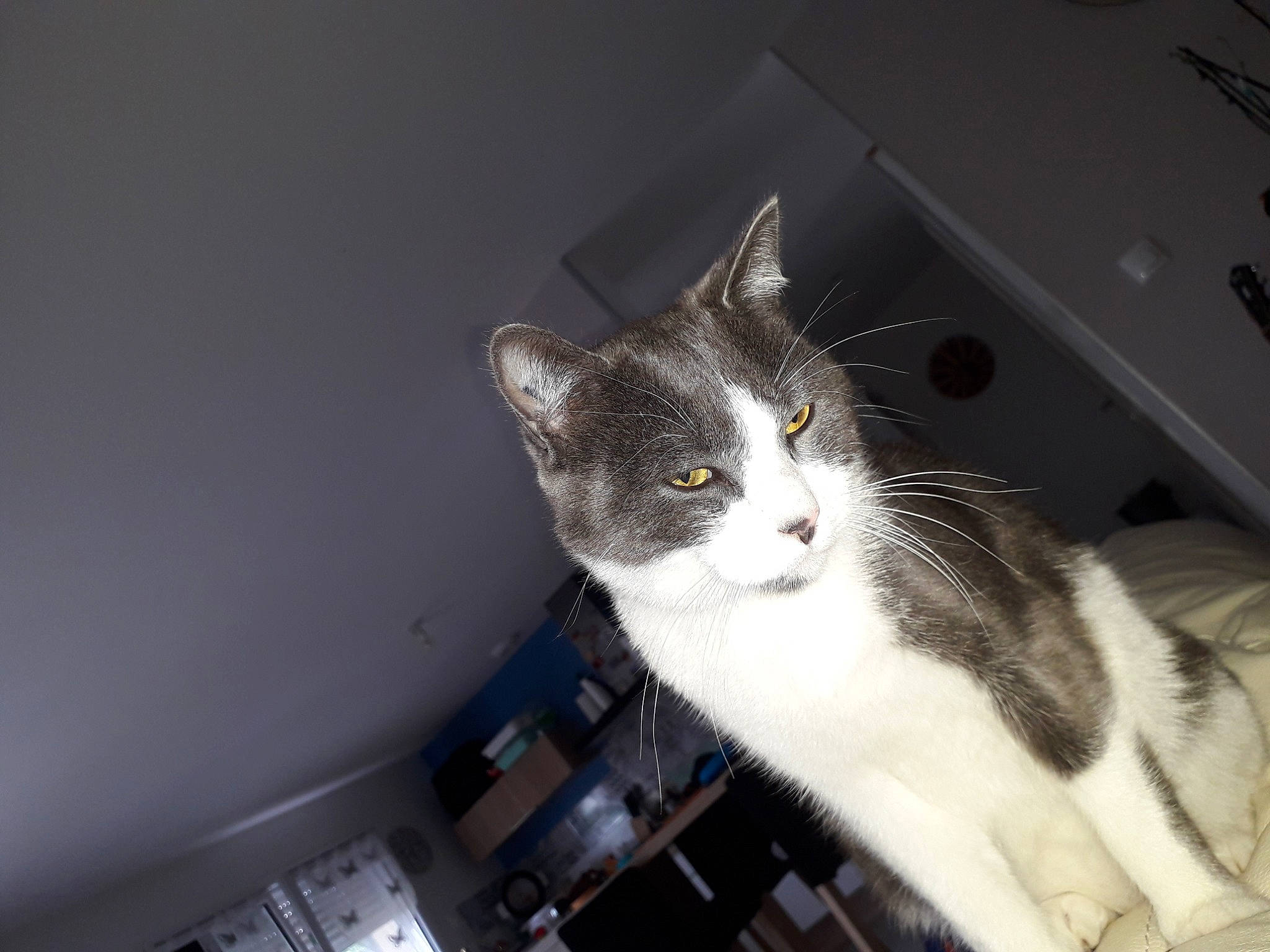 Rocky participe au concours pour gagner de l'argent avec cette photo : box, carnivore, cat, domestic_short_haired_cat, felidae, fur, paw, room, small_to_medium_sized_cats, snout, tail, whiskers