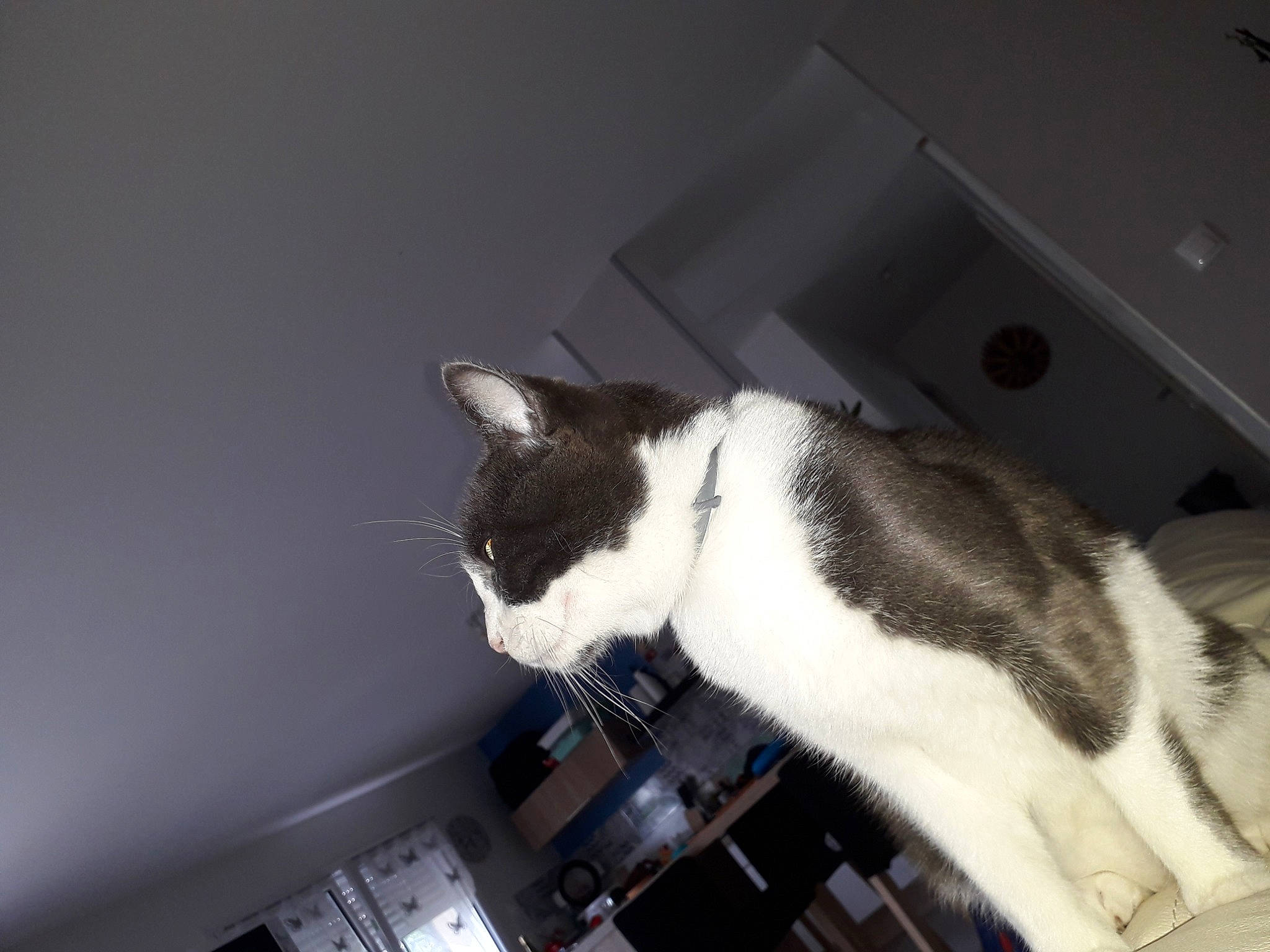 Rocky a rejoint le concours — aidez-le/la à gagner de superbes lots ! box, cardboard, carnivore, cat, ceiling, comfort, domestic_short_haired_cat, felidae, fur, paw, room, small_to_medium_sized_cats, snout, tail, whiskers, wood