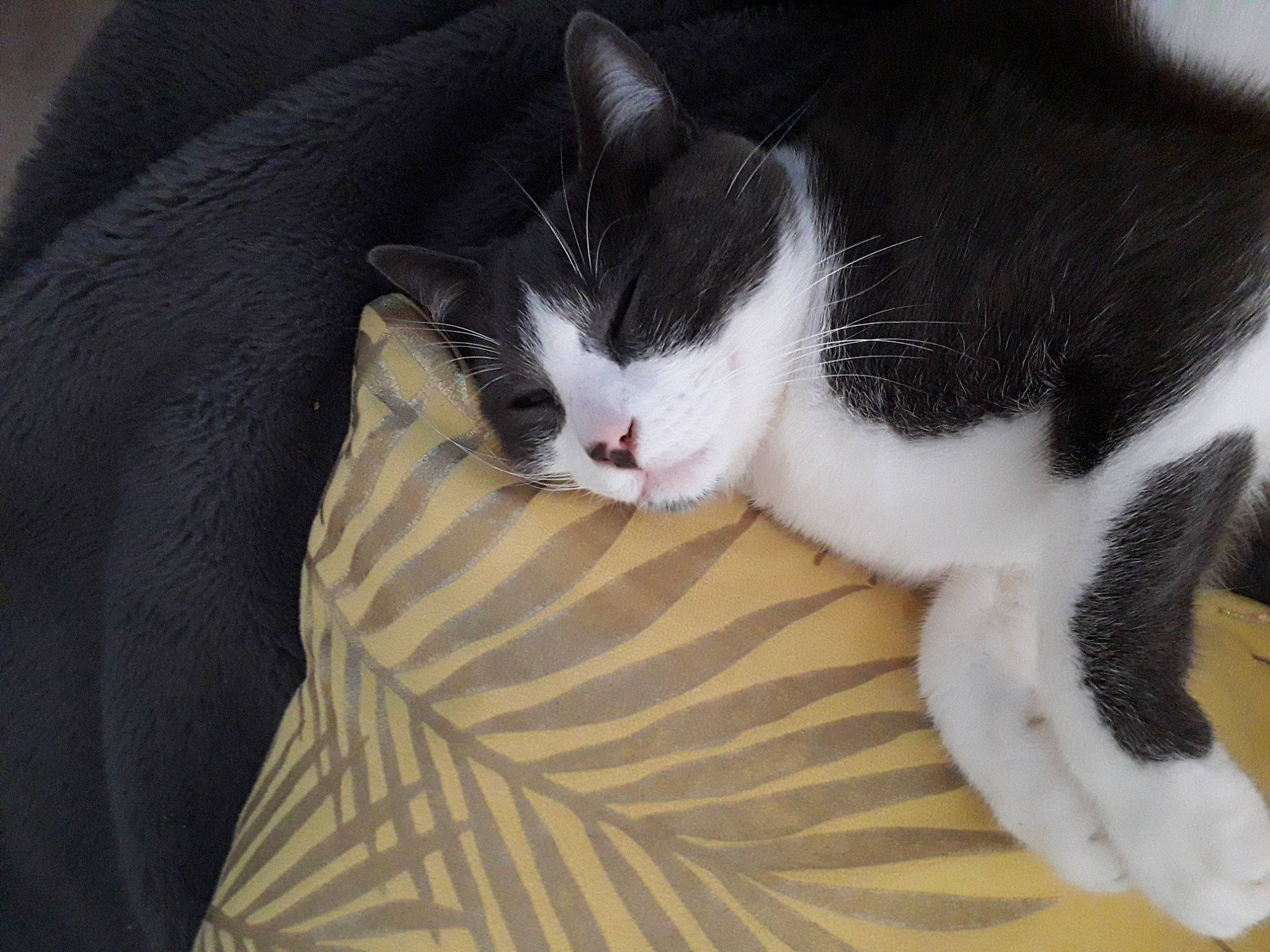 Rocky participe au concours pour gagner de l'argent avec cette photo : carmine, carnivore, cat, claw, comfort, domestic_short_haired_cat, felidae, fur, linens, nap, paw, small_to_medium_sized_cats, tail, terrestrial_animal, whiskers