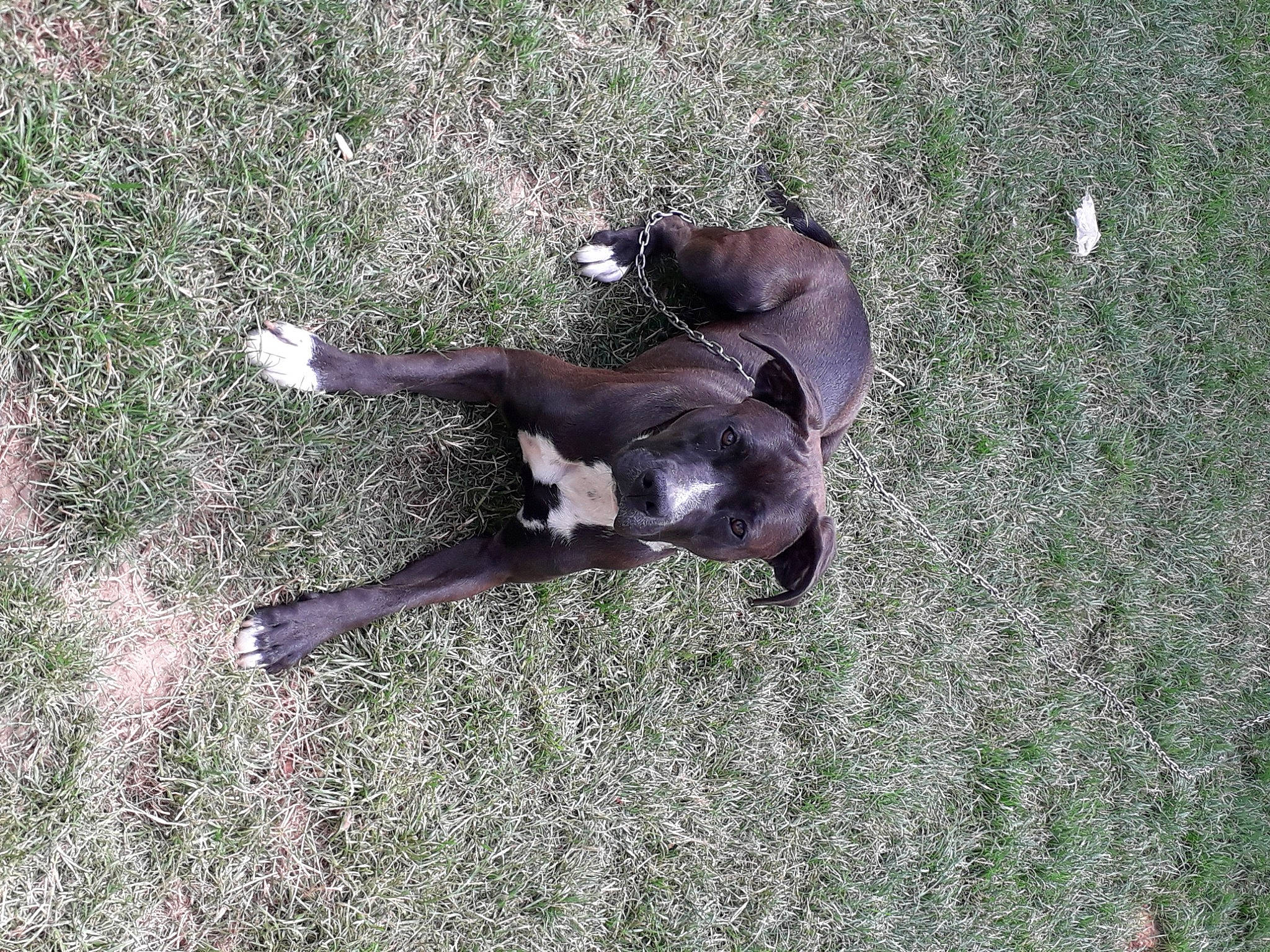 Wally participe au concours pour gagner de l'argent avec cette photo : canidae, carnivore, dog, dog_breed, fawn, grass, grassland, groundcover, hunting_dog, non_sporting_group, pasture, plant, shadow, sporting_group, tail, terrestrial_animal, working_animal