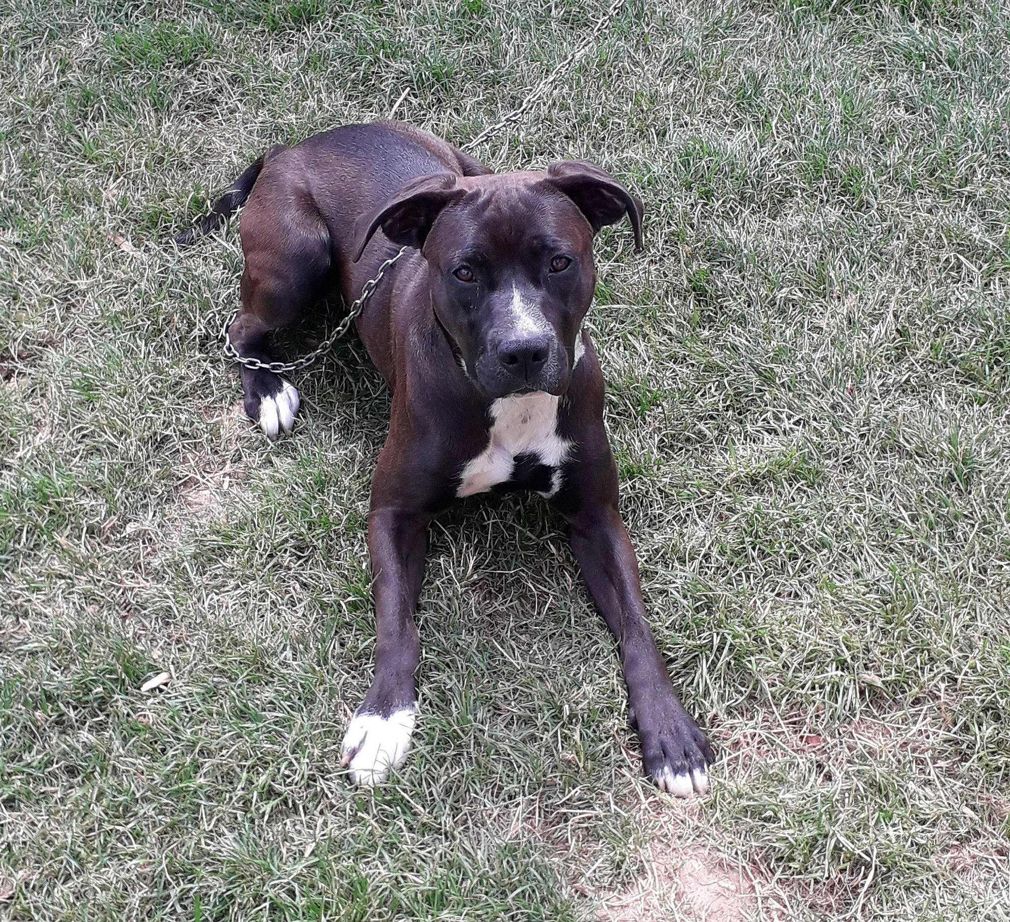 Wally a rejoint le concours — aidez-le/la à gagner de superbes lots ! borador, canidae, carnivore, companion_dog, dog, dog_breed, dog_collar, fawn, grass, groundcover, guard_dog, liver, molosser, non_sporting_group, plant, snout, sporting_group, tail, terrestrial_animal, working_animal