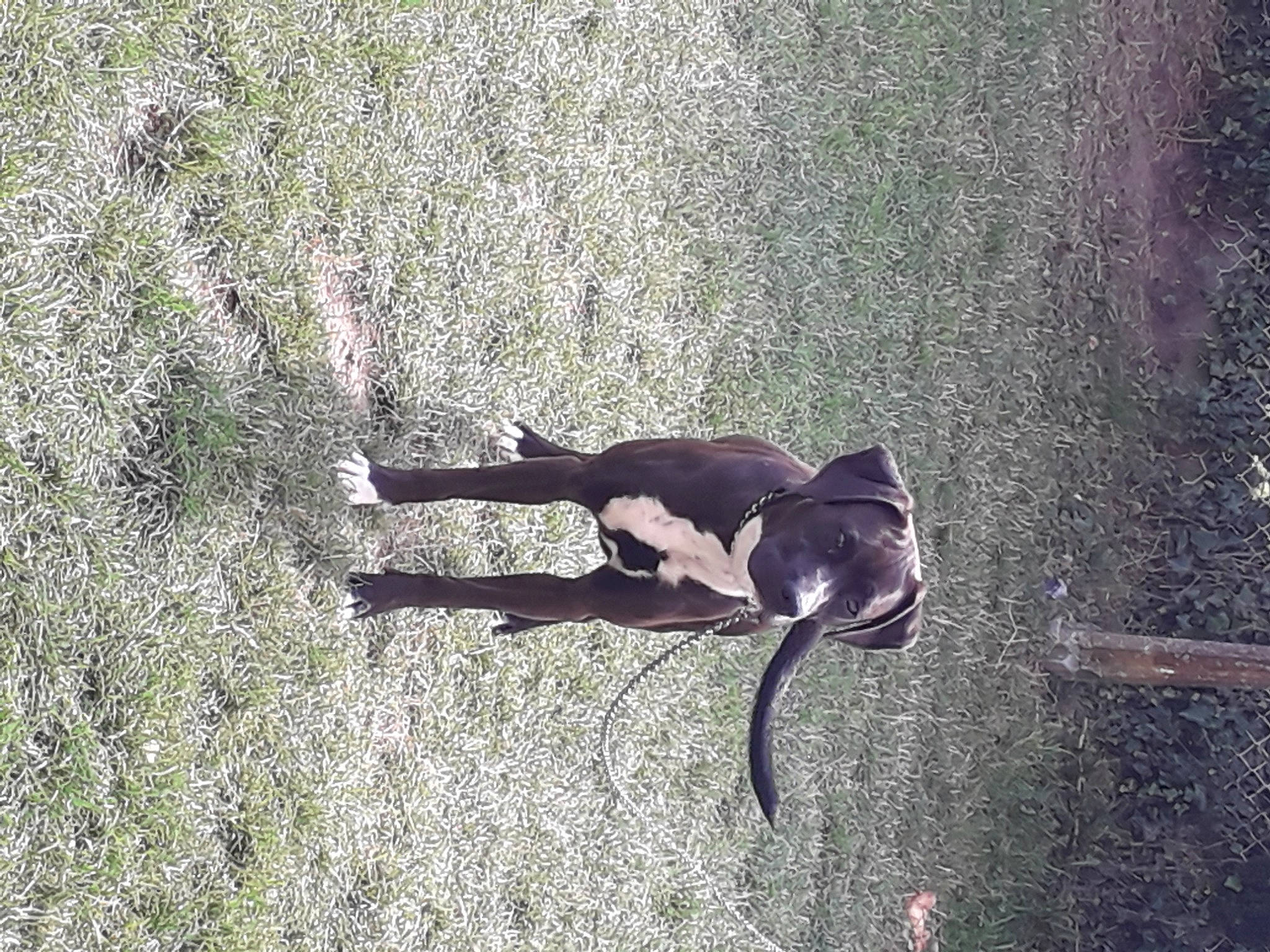 Wally participe au concours pour gagner de l'argent avec cette photo : asphalt, canidae, carnivore, dog, dog_breed, fawn, grass, grass_family, grey, plant, road_surface, shadow, snout, soil, sporting_group, tail, terrestrial_animal, tints_and_shades, wildlife, wood