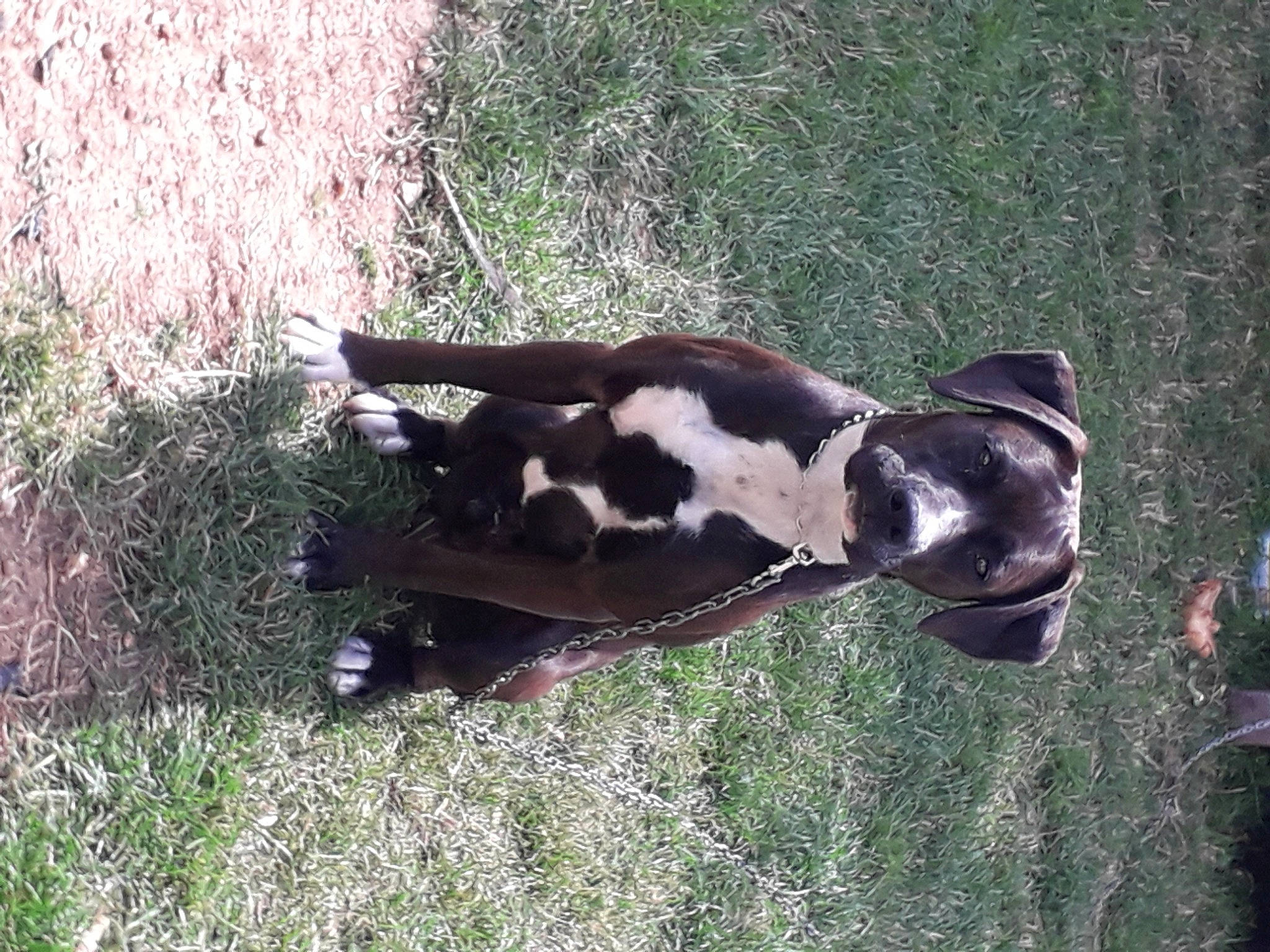 Wally a rejoint le concours — aidez-le/la à gagner de superbes lots ! bovine, canidae, carnivore, dog_breed, fawn, fur, grass, grassland, head, livestock, lycaon_pictus, non_sporting_group, pasture, plant, snout, soil, sporting_group, tail, terrestrial_animal, wildlife