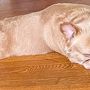 Loui is registered to the contest to win money with this photo: animal, bulldog, canine, cute, dog, ears, flat, fur, indoor, laying_down, light_tan, nose, paw, pet, relaxed, resting, sleeping, snout, tongue_out, wooden_floor