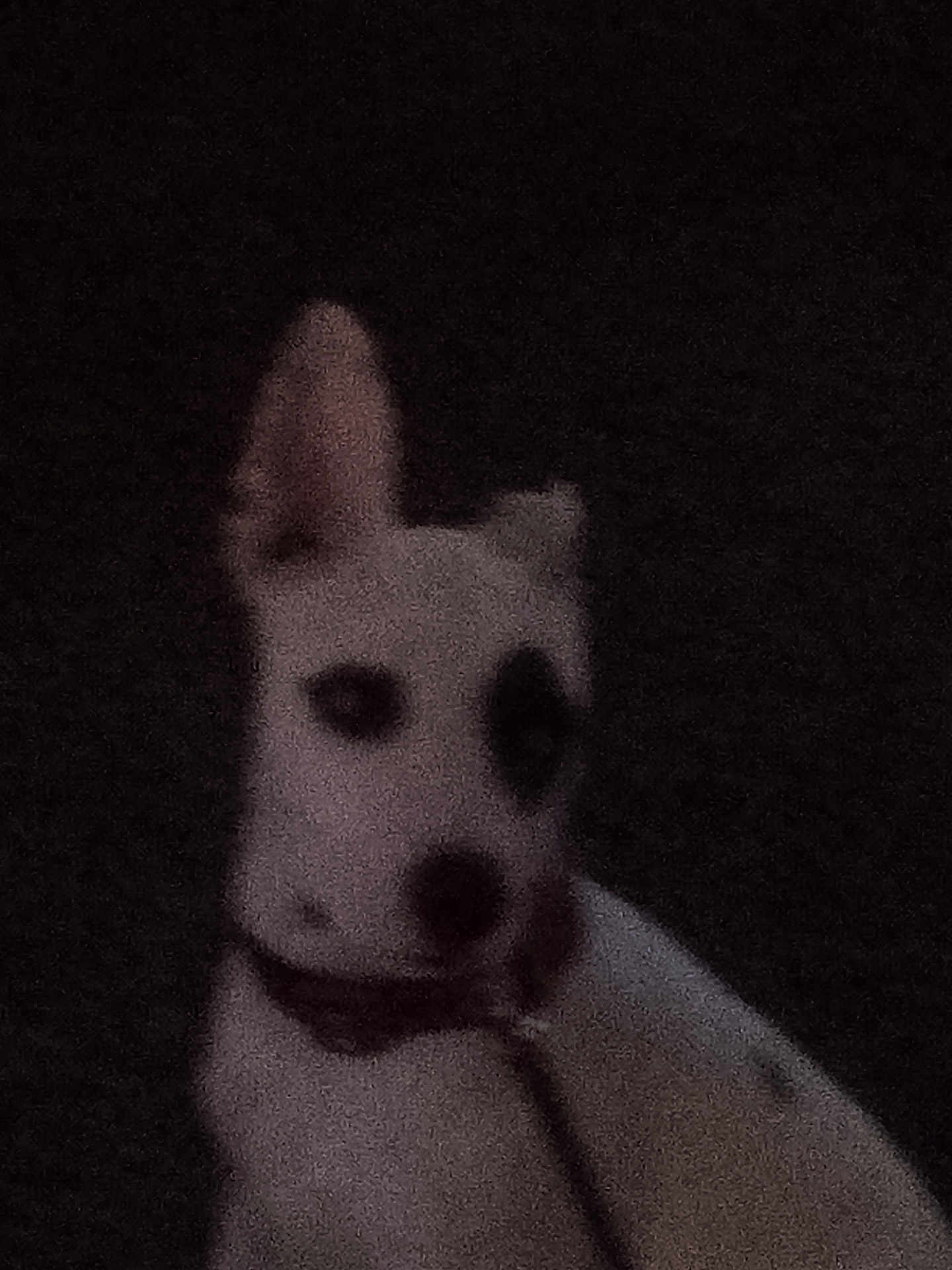 Perla Mae is registered to the contest to win money with this photo: animal, black_patch, blurry, canine, closeup, collar, dark_background, dog, domestic_animal, ears, face, fur, grainy, indoor, low_light, night, pet, portrait, sitting, white_dog
