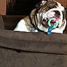 Linus joined the competition — help win amazing prizes! bulldog, dog, indoor, couch, pacifier, brown, pet, animal, furniture, blur, grainy, cute, household, resting, closeup, funny, playing, tongue, face, muzzle
