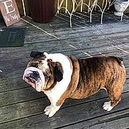 Linus joined the competition — help win amazing prizes! bulldog, dog, pet, outdoor, wooden_deck, furniture, chair, sign, brown, white, animal, canine, portrait, standing, looking_up, sunlight, daytime, backyard, metal_chair, expression