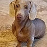 dachshund, puppy, dog, pet, animal, brown, floor, tile, indoor, cute, small, ears, sitting, looking, eyes, nose, fur, portrait, canine, domestic