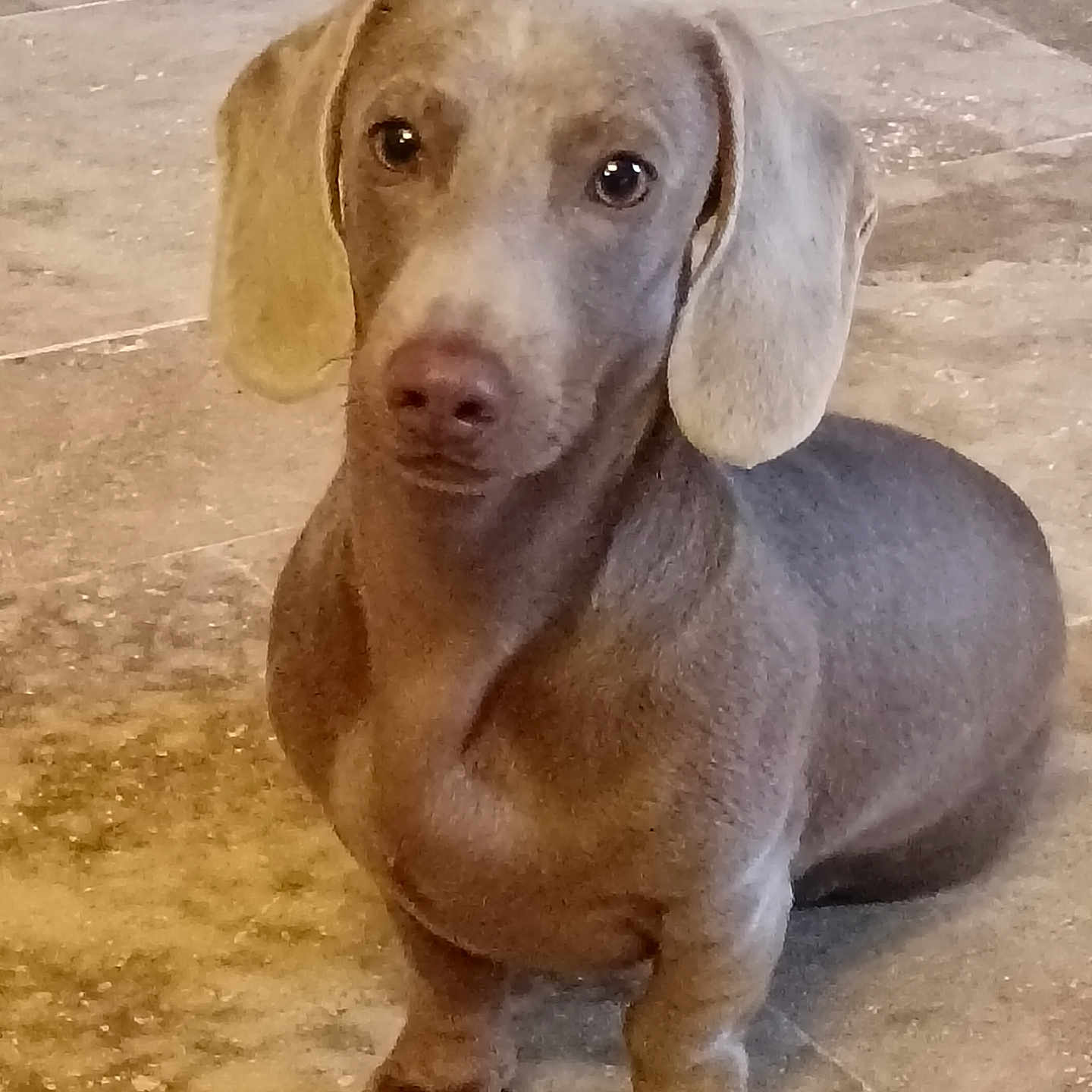 Mikki a rejoint le concours — aidez-le/la à gagner de superbes lots ! dachshund, puppy, dog, pet, animal, brown, floor, tile, indoor, cute, small, ears, sitting, looking, eyes, nose, fur, portrait, canine, domestic
