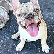 Meechie is registered to the contest to win money with this photo: french_bulldog, puppy, dog, tongue_out, smiling, happy, pet, animal, canine, sitting, close_up, outdoor, concrete_floor, playful, cute, ears_up, young, friendly, companionship, background_dog