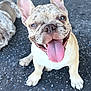 french_bulldog, puppy, dog, tongue_out, smiling, happy, pet, animal, canine, sitting, close_up, outdoor, concrete_floor, playful, cute, ears_up, young, friendly, companionship, background_dog