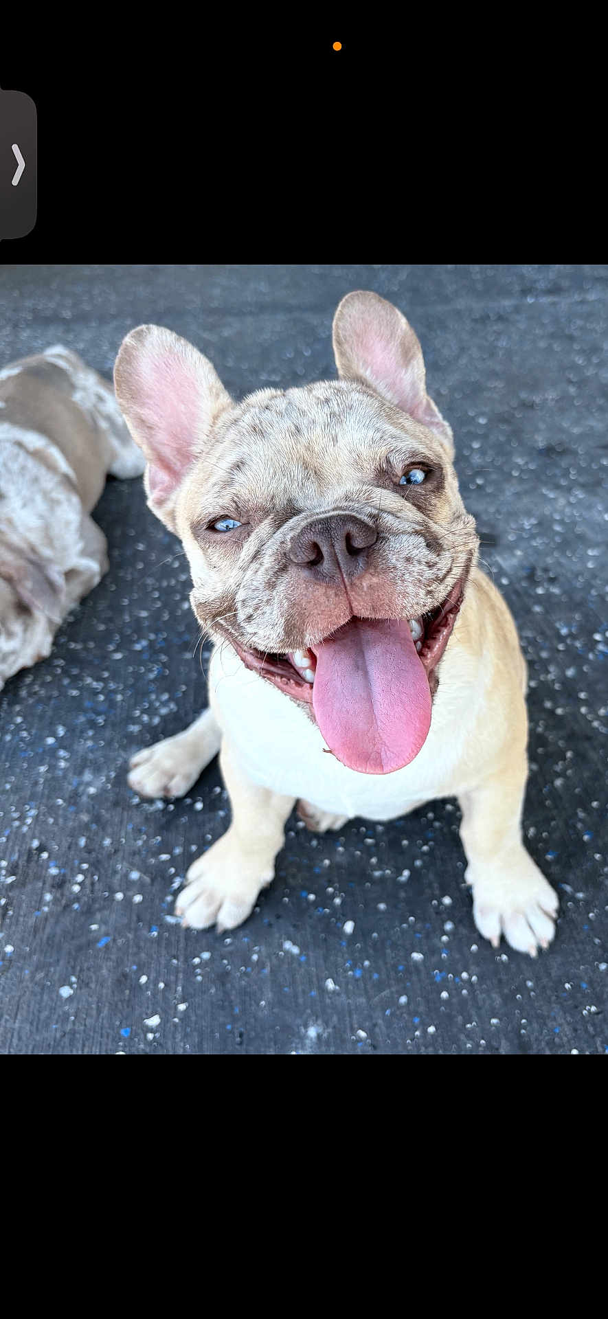 Meechie is registered to the contest to win money with this photo: french_bulldog, puppy, dog, tongue_out, smiling, happy, pet, animal, canine, sitting, close_up, outdoor, concrete_floor, playful, cute, ears_up, young, friendly, companionship, background_dog