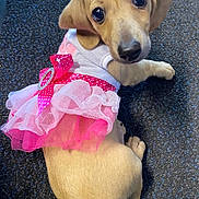 Gabby joined the competition — help win amazing prizes! puppy, dog, golden_dog, pink_dress, tutu, costume, pet, animal, portrait, indoors, carpet, lying_down, sitting, looking_at_camera, cute, adorable, floppy_ears, black_nose, golden_fur, ballet