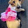 puppy, dog, golden_dog, pink_dress, tutu, costume, pet, animal, portrait, indoors, carpet, lying_down, sitting, looking_at_camera, cute, adorable, floppy_ears, black_nose, golden_fur, ballet