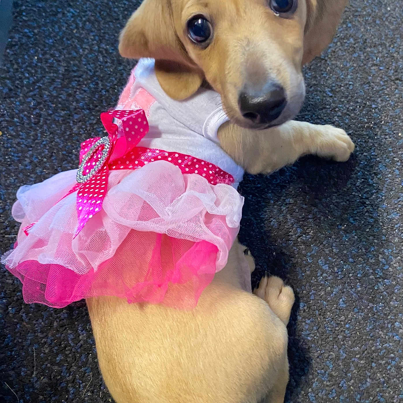 Gabby joined the competition — help win amazing prizes! puppy, dog, golden_dog, pink_dress, tutu, costume, pet, animal, portrait, indoors, carpet, lying_down, sitting, looking_at_camera, cute, adorable, floppy_ears, black_nose, golden_fur, ballet