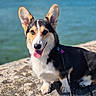 dog, corgi, pet, animal, outdoor, water, rock, tongue_out, happy, ears, leash, sunny, nature, mammal, canine, portrait, sitting, fur, cute, smiling