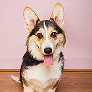 Simone a rejoint le concours — aidez-le/la à gagner de superbes lots ! animal, canine, companion, corgi, cute, dog, domestic_animal, ears_up, floor, friendly, fur, happy, indoor, looking_at_camera, pet, pink_wall, portrait, sitting, tongue_out, wooden_floor