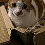 Caramel joined the competition — help win amazing prizes! cat, orange_and_white, cardboard_box, indoor, pet, feline, curious, close_up, whiskers, fur, box, cozy, animal, domestic_cat, mammal, looking, cute, eyes, relaxed, home