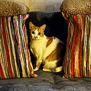 Caramel is registered to the contest to win money with this photo: cat, orange_and_white, striped_pillows, couch, furniture, indoor, pet, animal, cozy, curious, wide_eyes, seated, living_room, soft_texture, domestic, cute, fur, whiskers, alert, companion