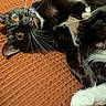 cat, tuxedo_cat, whiskers, paw, orange_blanket, close_up, pet, feline, curious, lying_down, indoor, cute, black_and_white, fur, animal, domestic_cat, relaxed, portrait, texture, cozy