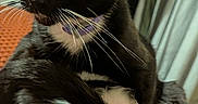 Luna is registered to the contest to win money with this photo: cat, tuxedo_cat, black_and_white, yellow_eyes, whiskers, purple_collar, pet, curious, close_up, indoor, orange_blanket, feline, tail, fur, animal, sitting, portrait, domestic_cat, cute, alert