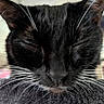 Luna joined the competition — help win amazing prizes! cat, black_cat, whiskers, close_up, face, pet, animal, feline, sleeping, cozy, soft, fur, muzzle, cute, domestic_animal, portrait, indoor, relaxed, closeup