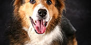 Pixel participe au concours pour gagner de l'argent avec cette photo : dog, canine, pet, fur, brown, white, black, tongue, ears, portrait, studio, animal, friendly, happy, muzzle, looking_at_camera, tongue_out, fluffy, closeup, domestic_animal