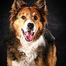 animal, black, brown, canine, closeup, dog, domestic_animal, ears, fluffy, friendly, fur, happy, looking_at_camera, muzzle, pet, portrait, studio, tongue, tongue_out, white