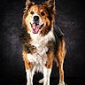 animal, black_background, black_fur, brown_fur, canine, cute, dog, ears_up, friendly, fur, happy, looking_at_camera, mammal, pet, portrait, smiling, standing, studio, tongue_out, white_fur