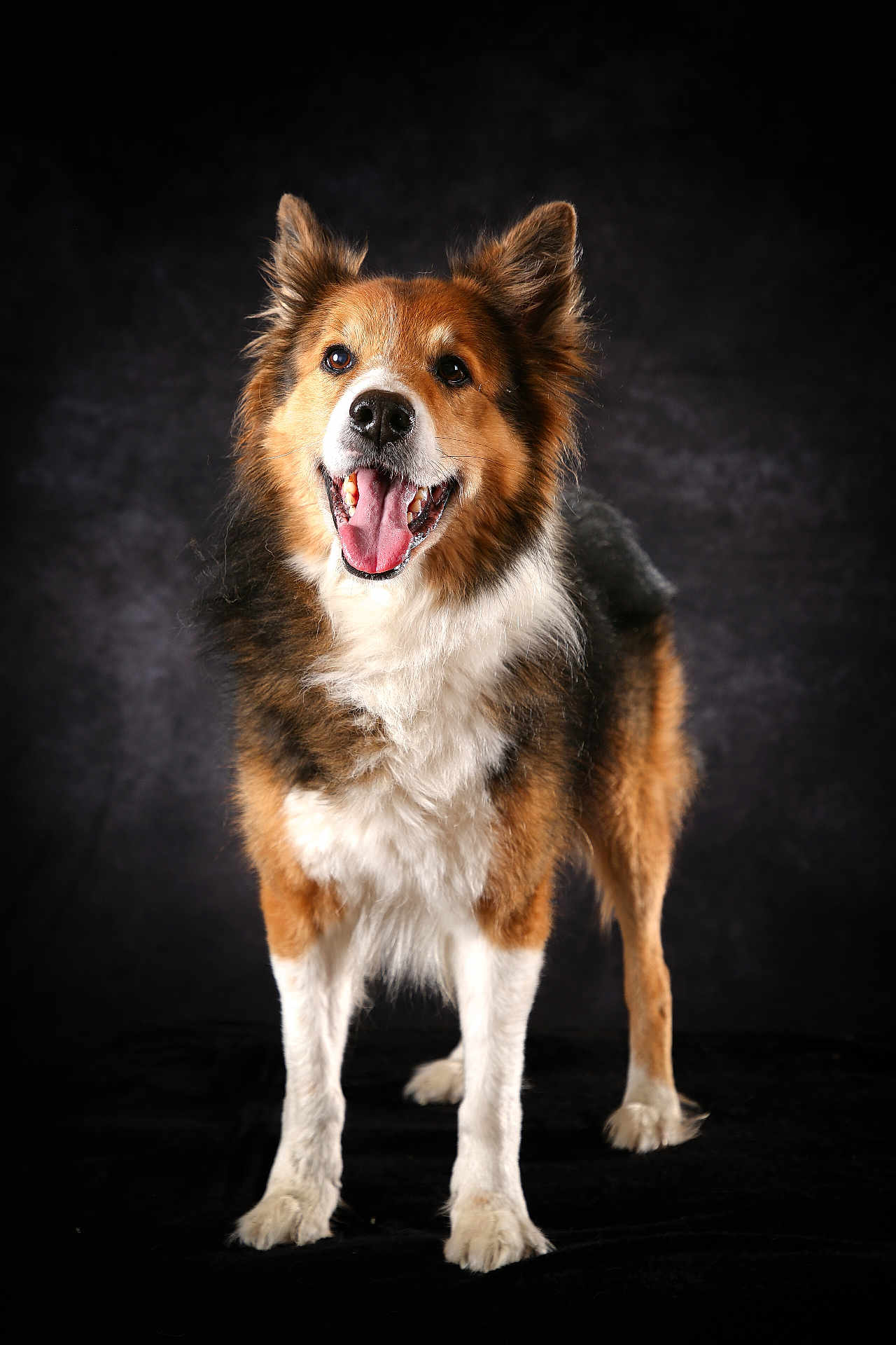 Pixel a rejoint le concours — aidez-le/la à gagner de superbes lots ! dog, animal, pet, canine, fur, happy, tongue_out, portrait, studio, black_background, standing, ears_up, brown_fur, white_fur, black_fur, friendly, cute, mammal, looking_at_camera, smiling