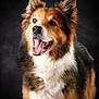 Pixel a rejoint le concours — aidez-le/la à gagner de superbes lots ! dog, canine, pet, fluffy, brown, white, black, tongue, ears, fur, portrait, studio, smiling, animal, friendly, cute, closeup, happy, mammal, background