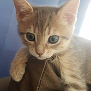 Simba participe au concours pour gagner de l'argent avec cette photo : aegean_cat, australian_mist, cat, cat_like_mammal, domestic_short_haired_cat, european_shorthair, fauna, fur, german_rex, kitten, singapura, small_to_medium_sized_cats, snout, tabby_cat, whiskers