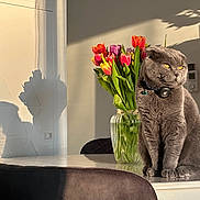 Silver a rejoint le concours — aidez-le/la à gagner de superbes lots ! cat, chair, collar, decor, domestic_animal, feline, flower_bouquet, flowers, glass_vase, gray_cat, home_interior, indoor, orange_eyes, pet, shadow, still_life, sunlight, table, tulips, wall