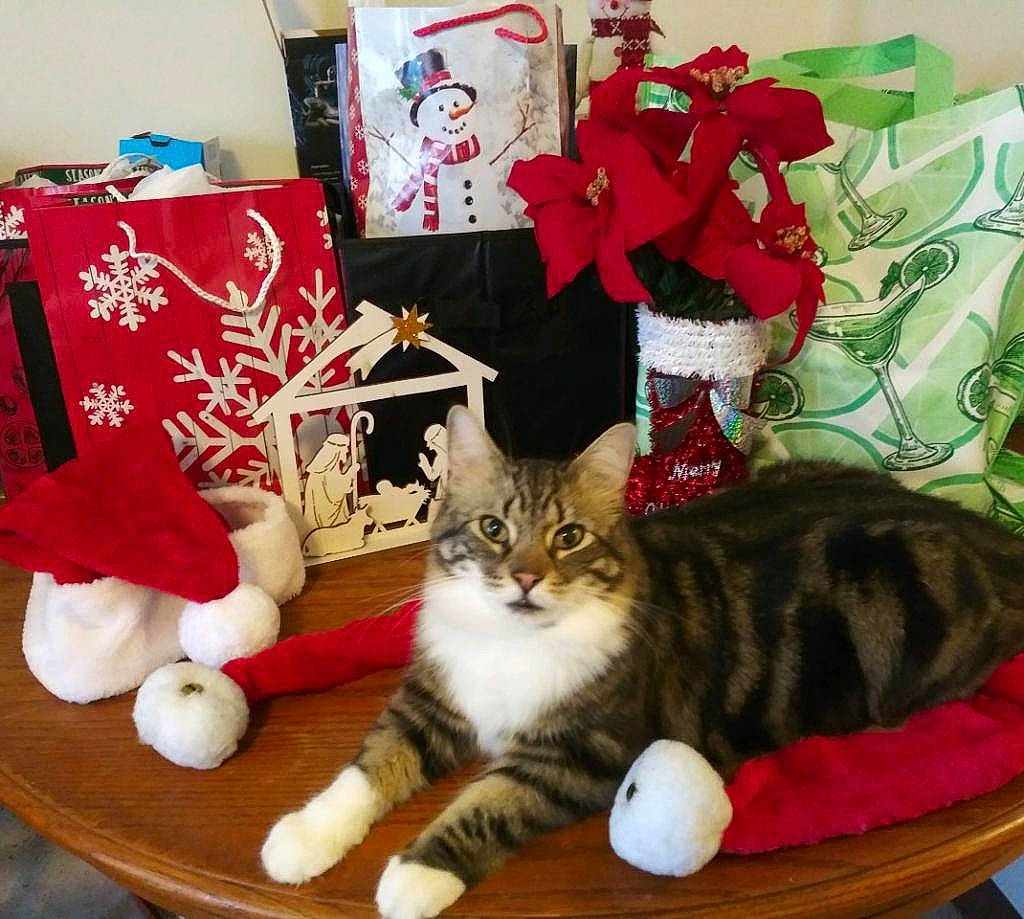Mingi is registered to the contest to win money with this photo: carmine, carnivore, cat, christmas_decoration, christmas_ornament, comfort, creative_arts, domestic_short_haired_cat, event, felidae, fur, holiday, linens, plant, room, small_to_medium_sized_cats, tail, tree, whiskers, wood