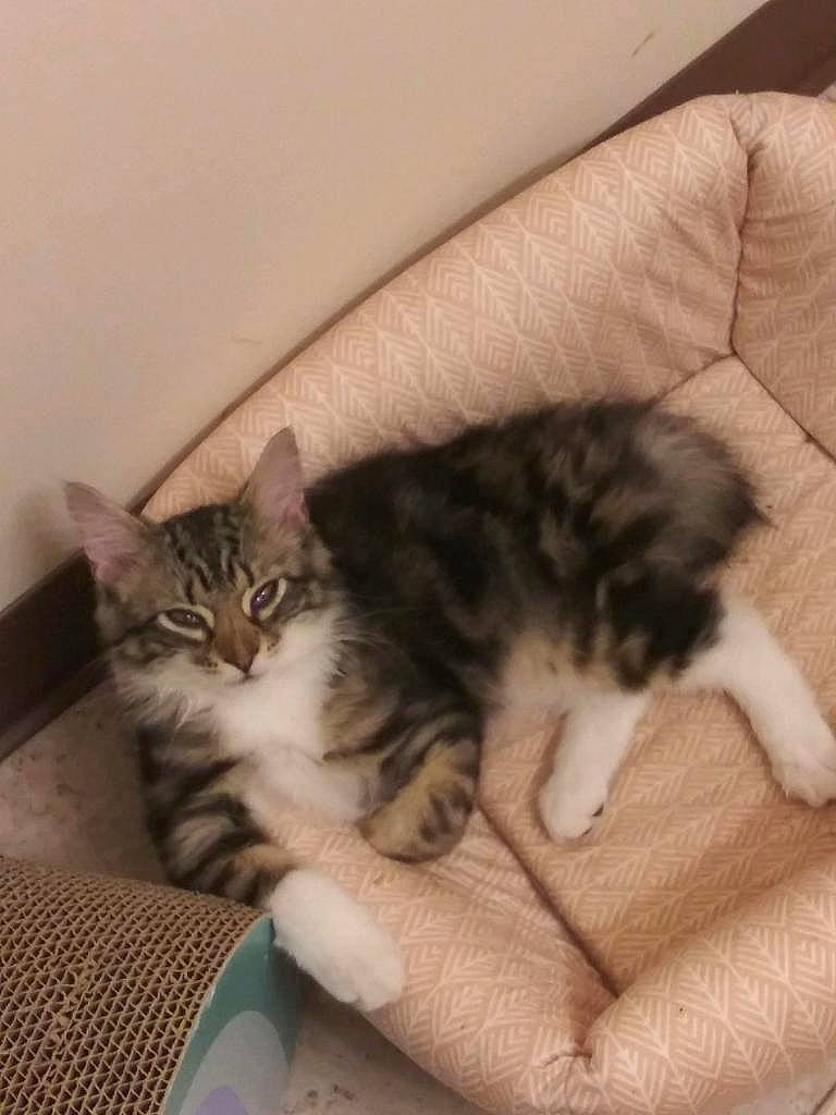 Mingi joined the competition — help win amazing prizes! carnivore, cat, claw, comfort, domestic_short_haired_cat, felidae, fur, nap, paw, sleep, small_to_medium_sized_cats, tail, whiskers