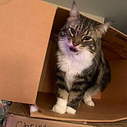 Mingi joined the competition — help win amazing prizes! cat, tabby_cat, cardboard_box, white_paws, indoor, pet, feline, curious, tongue_out, stacked_boxes, label, writing, brown, striped, fur, animal, cute, household, closeup, sitting